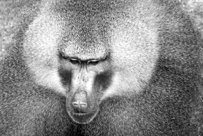 Monkey i  black and white
