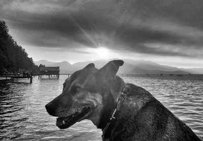 Dog in water against cloudy sky