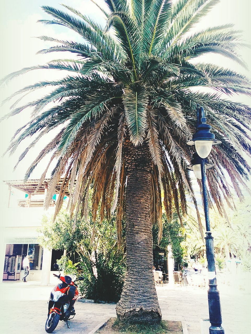 palm tree, tree, building exterior, architecture, built structure, growth, street, tree trunk, outdoors, potted plant, sky, day, coconut palm tree, city, incidental people, street light, footpath, road, house, clear sky