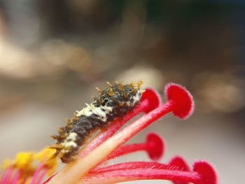 Close-up of red flower