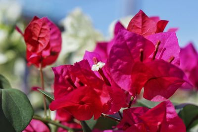 Close-up of bougainvillea