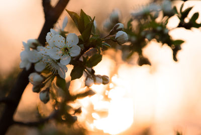 Close-up of cherry blossom tree