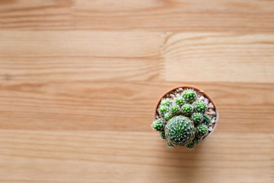 Cactus on wooden floor