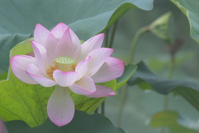 Close-up of pink water lily in pond