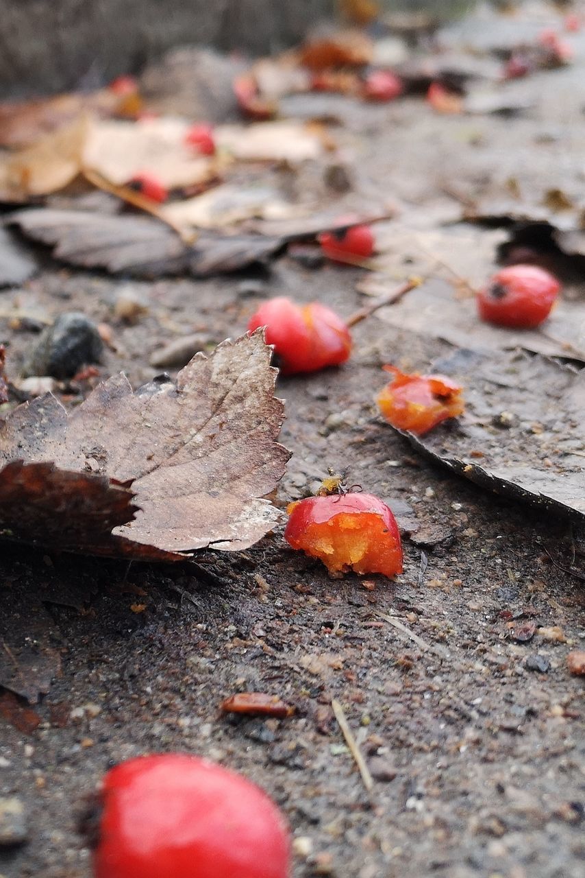 CLOSE-UP OF DRY MAPLE LEAVES ON LAND