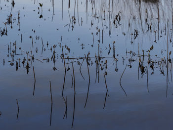 Birds flying over lake against sky