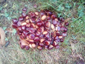 High angle view of fruits on field