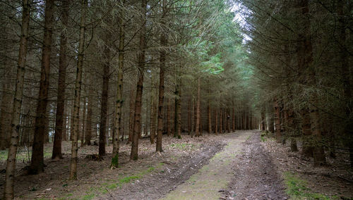 View of pine trees in forest