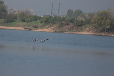 Birds in lake against sky