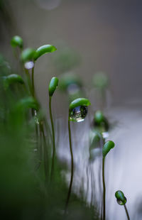 Close-up of water drop on plant