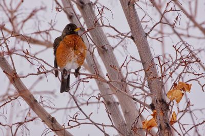 Close-up of bird perching on bare tree