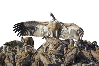 Low angle view of eagle flying against clear sky