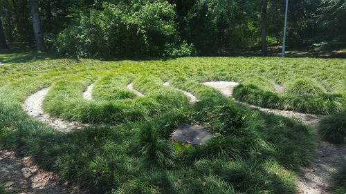 Scenic view of grassy field