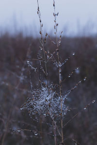 Close-up of frozen spider web