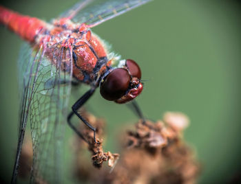 Close-up of dragonfly on plant