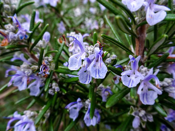 Close-up of insect on purple flowers