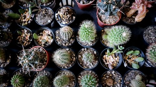 A beautiful top down capture of various cactus lay as line queue that suitable for being background.