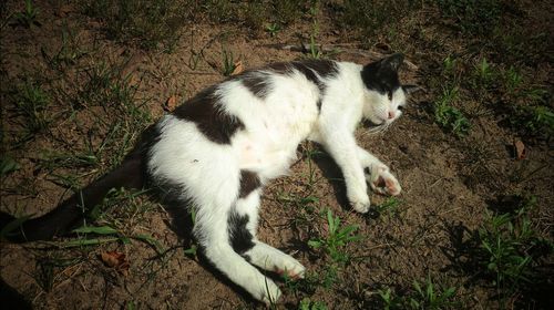 High angle view of cat on plant