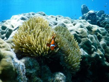 Clown fish swimming in sea