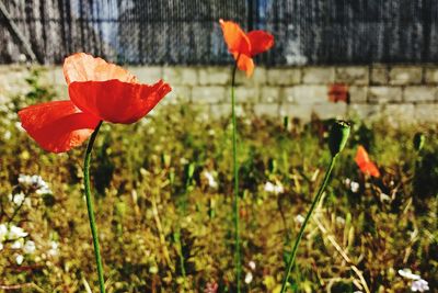 Close-up of poppy flowers