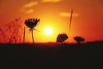 Close-up of plant in field at sunset