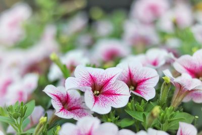 Close-up of pink flowering plants