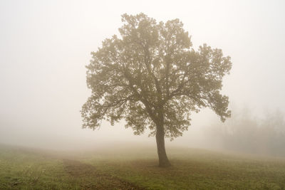 Tree on field against sky during foggy weather