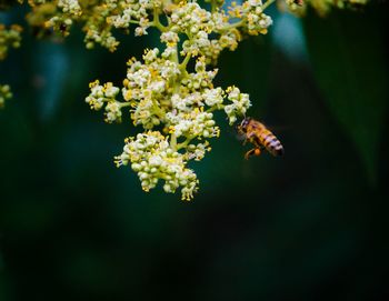 Close-up of bee on flowers
