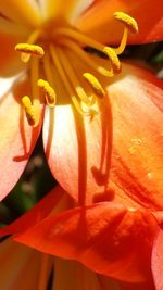 Close-up of orange day lily blooming outdoors