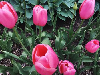 Close-up of pink tulips