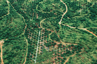 High angle view of plant on land