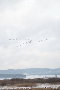 Birds flying in the sky