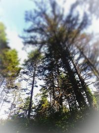 Low angle view of trees against sky