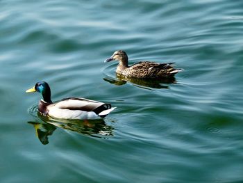 Mallard duck swimming in lake