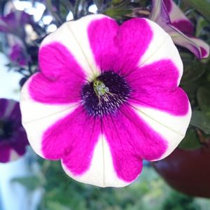 Close-up of pink flower