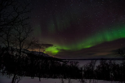 Scenic view of trees against sky at night