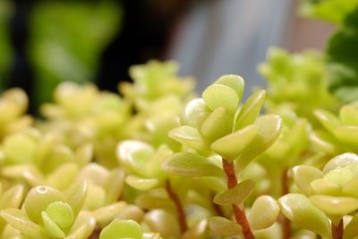 Close-up of fresh green plant