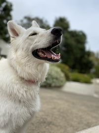 Close-up of a dog