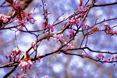 Low angle view of cherry blossoms in spring