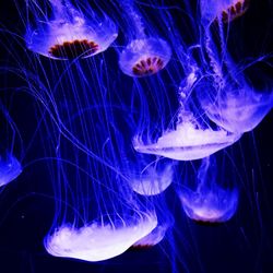 Close-up of jellyfish in aquarium