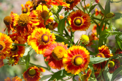 Close-up of yellow flowers