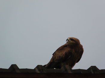 Low angle view of eagle perching on roof against sky