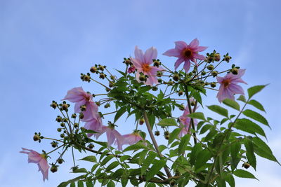Low angle view of pink flowering plant against sky