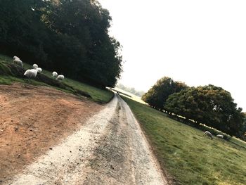 Country road along trees