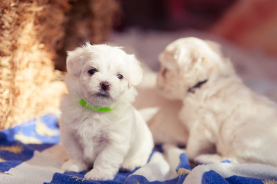 Portrait of white puppy