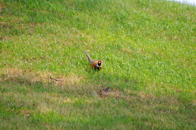 View of a bird on grass