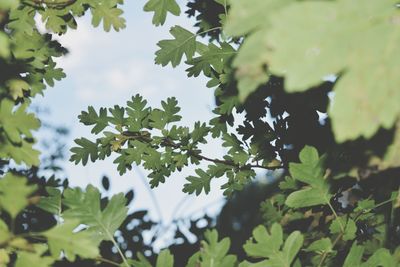 Low angle view of leaves on tree against sky