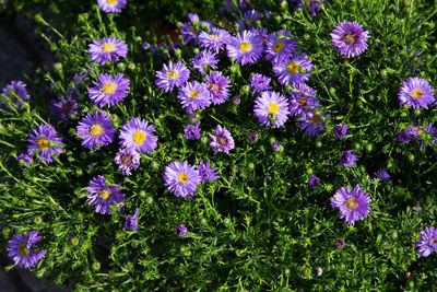 High angle view of purple flowering plants on field