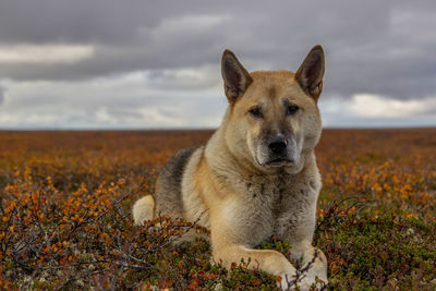 Portrait of dog on field