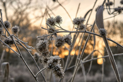 Close-up of plants in winter